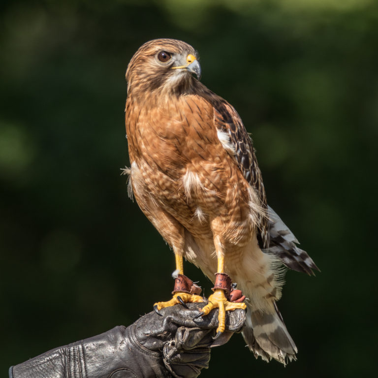 beak bird eye falcon feathers glove gloved Hand handler Hawk nature perching wildlife wings free photo CC0