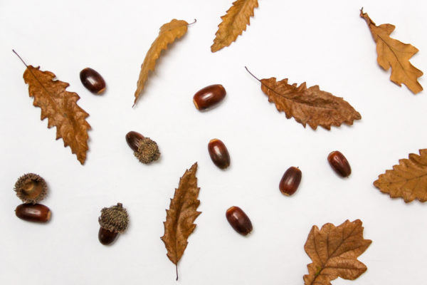 acorns autumn brown dried Fall Flat lay Foliage Isolated Leaf leaves nature oak oaknut Organic Season free photo CC0