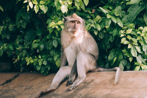 Cute expression eyes face fur hairy leaves Looking Mammal monkey Sitting tail tree trees wall Wild wildlife free photo CC0