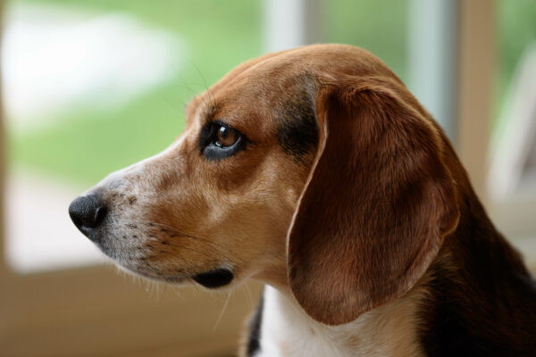 beagle brown Canine Close-Up companion Cute dog domestic ears fur furry Pet Puppy soft free photo CC0