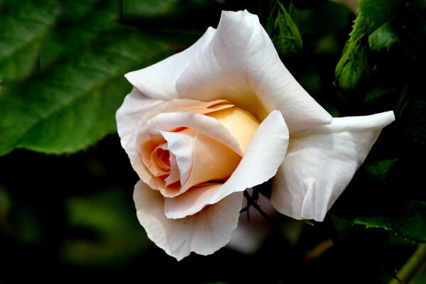 Bloom Blossom botany Close-Up floral flower Fresh Garden leaves macro Natural Organic outdoors petals pink rose Spring summer white free photo CC0