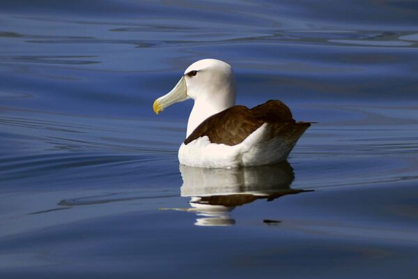 animal beak floating lake nature outdoors pond summer water Waves free photo CC0