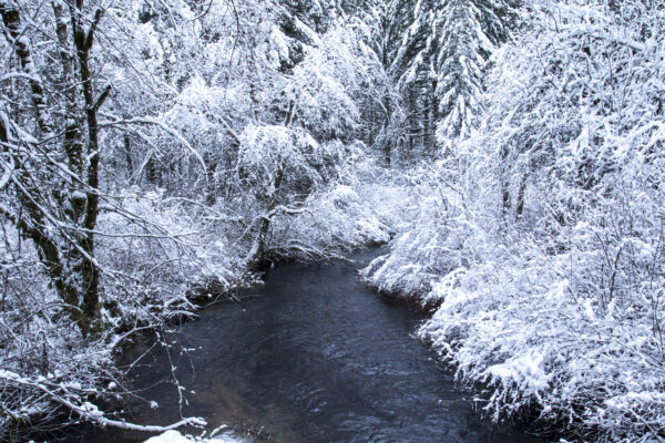 branches Cold creek forest frost Frozen nature Outdoor River Season snow stream water free photo CC0