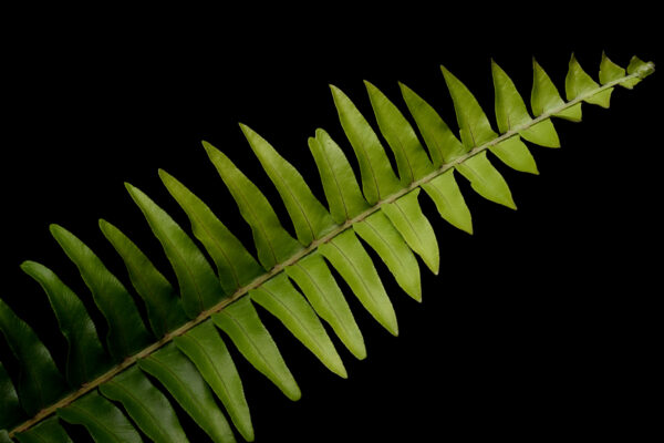 pueraria tuberosa plant