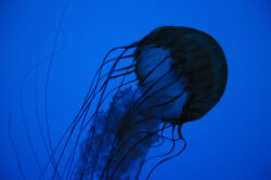 picography-jelly-fish-silhouette