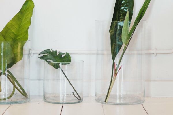 picography-lush-large-green-leaves-in-glass-jars-600x400.jpg