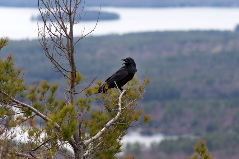 animal beak bird birdwatching black Branch crow crowing lake landscape Natural nature perched tree treetop Wild wings free photo CC0