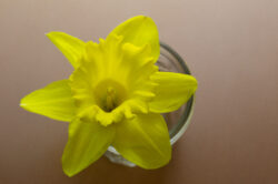 picography-yellow-flower-vase-flat-lay