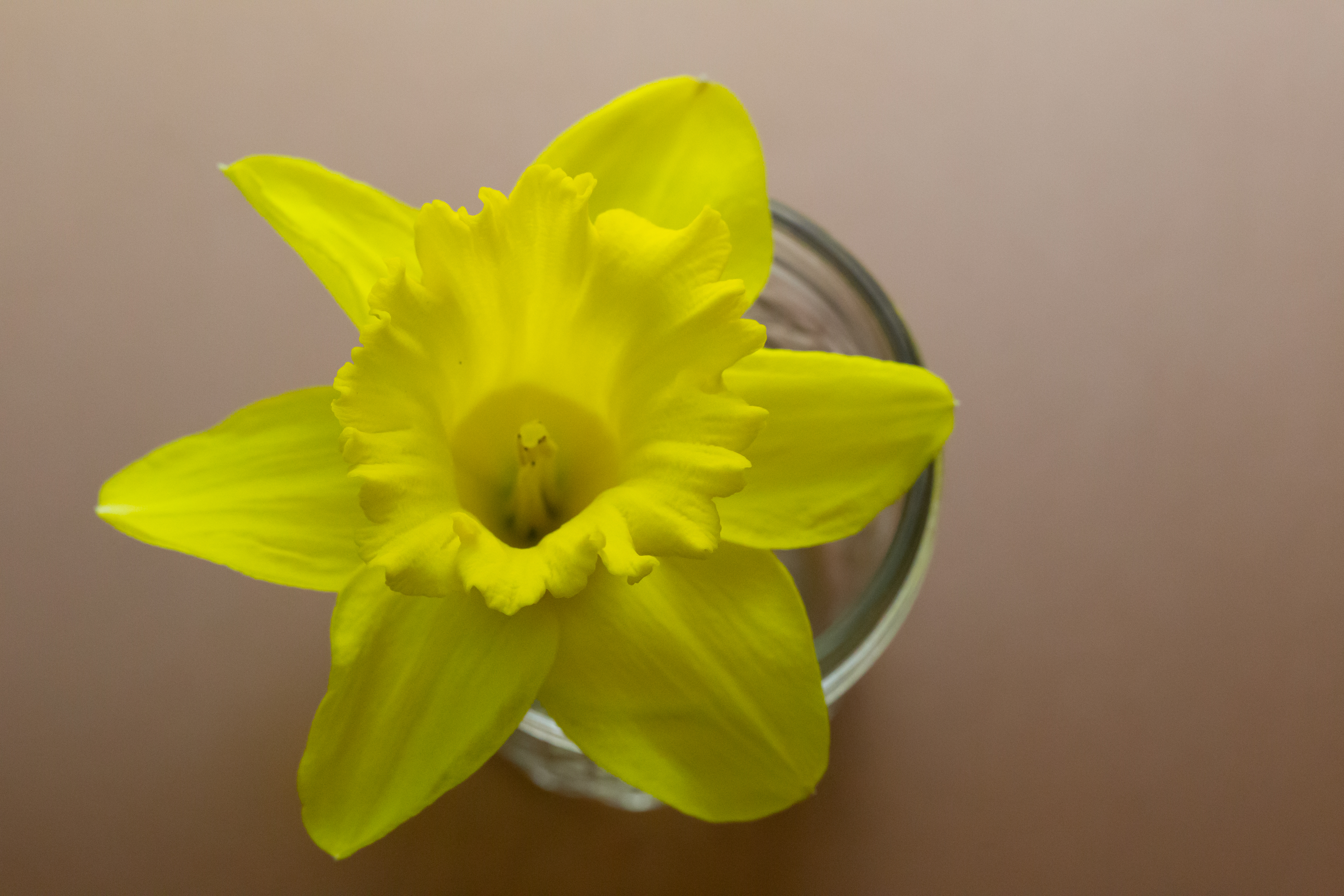 Yellow Daffodil Flower Instant Download Digital (Instant Download) 