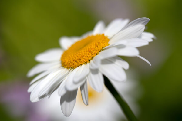 Bloom Blossom bokeh botanical Close-Up daisy flora floral flower growth Natural Organic petals Plant Spring summer white free photo CC0