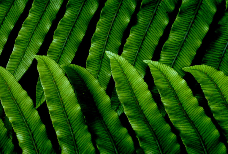 Download Green Leaves Pattern | Free Stock Photo and Image | Picography