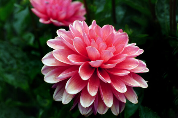 Background Bloom Blossom botany Close-Up dew Droplets floral flower flowers Fresh Garden leaves macro Natural outdoors petals pink Rain Spring summer Wallpaper free photo CC0