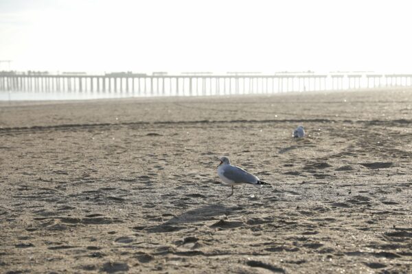 birds birdwatching Coast Coastal horizon nature Ocean Pier Sand sea shore wildlife free photo CC0