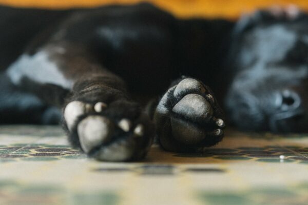 black Canine Close-Up companion dog doggy foot Friend happy Indoors lazy leg Mammal paws Pet Puppy rest sleeping free photo CC0