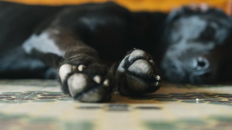 black Canine Close-Up companion dog doggy foot Friend happy Indoors lazy leg Mammal paws Pet Puppy rest sleeping free photo CC0