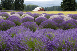 picography-lavender-barn-scenic-view