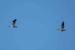 picography-pelicans-flying-sky