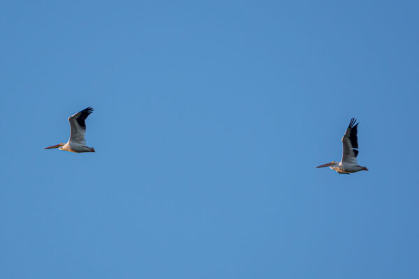 animal Background birds birdwatching blue Coast copy space feathers flight flock flying freedom Natural nature pelicans sky Wild wings free photo CC0