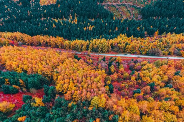 above Abstract Aerial autumn Colorful Country Drone Fall Foliage forests Natural Pattern road Scenic Seasonal travel trees vibrant Winding free photo CC0