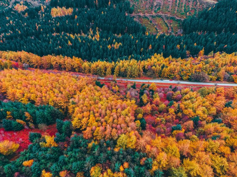above Abstract Aerial autumn Colorful Country Drone Fall Foliage forests Natural Pattern road Scenic Seasonal travel trees vibrant Winding free photo CC0