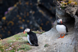 picography-two-puffins-outdoors-close-up