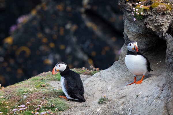 Animals birds birdwatching Couple creature habitat Island marine nature outdoors puffins rocky species together Wild free photo CC0