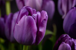 picography-beautiful-purple-flowers