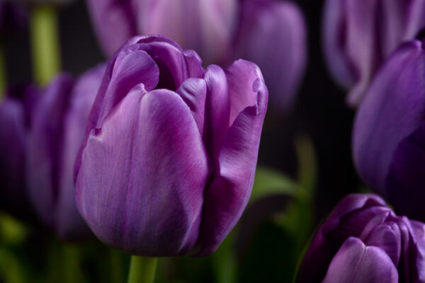 Background Beautiful Bloom Blossom botany Close-Up floral flowers Fresh Garden hd wallpaper macro Natural Organic petals Plants Purple Tulips Vegetation free photo CC0