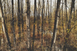 picography-rural-wetland-forest