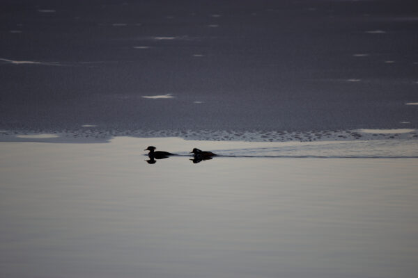 birds calm Cold freezing Ice lake nature outdoors Swimming water wildlife Winter free photo CC0