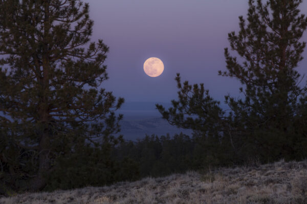 Dusk forest full moon glow moonlight nature outdoors planet Silhouette sky sphere free photo CC0