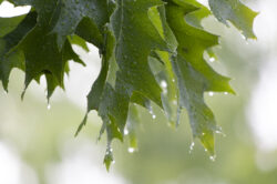 picography-wet-leaves-close-up