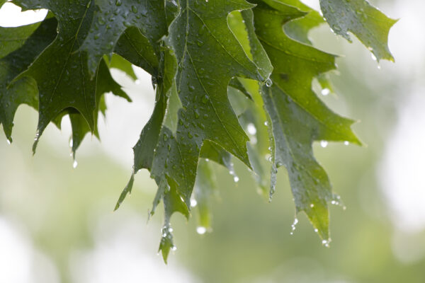 Background Close-Up Droplets Environment green hd wallpaper leaves Natural oak outdoors Rain Sunlight trees weather Wet free photo CC0