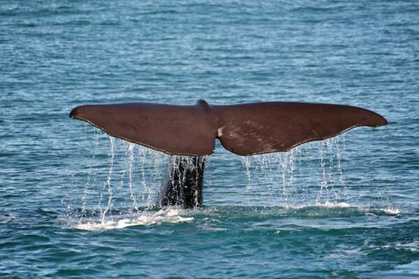 Big headstand Life Mammal marine Ocean sea splash Swim tail water Waves whale wildlife free photo CC0