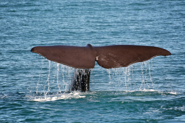 picography-whale-tale-600x400.jpg