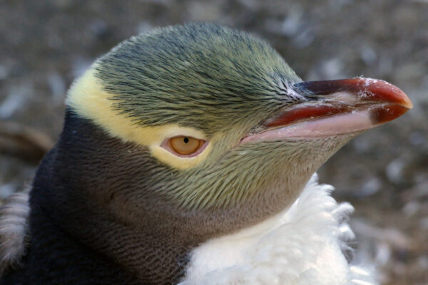 beak bird Close-Up eyes face feathers pacific penguin Portrait sea wildlife yellow free photo CC0