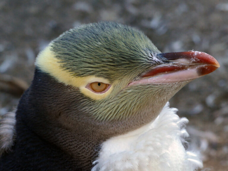 beak bird Close-Up eyes face feathers pacific penguin Portrait sea wildlife yellow free photo CC0