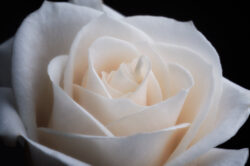 picography-white-rose-close-up