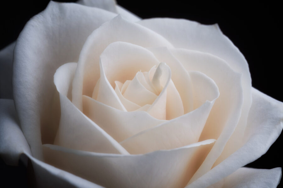 Download White Rose Flower | Free Stock Photo and Image | Picography