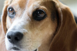 picography-beagle-dog-portrait