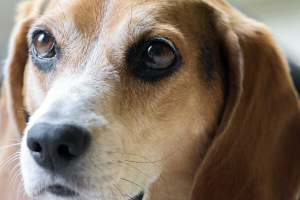 beagle Canine Close-Up companion domestic ears eyes Head Nose Portrait free photo CC0
