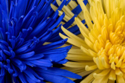 picography-blue-and-yellow-flowers