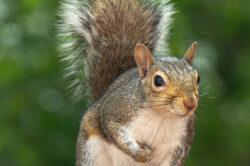 picography-closeup-squirrel