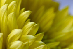 picography-yellow-flower-petals-macro