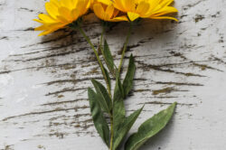 picography-flat-lay-yellow-flowers-rustic-table