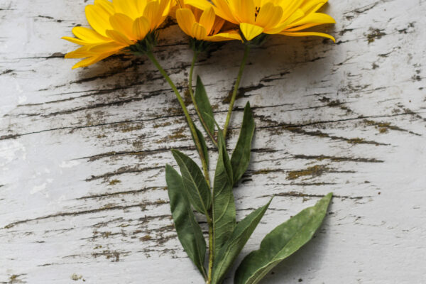 Bloom Blossom botany Fresh Garden Plants summer table Top woodgrain yellow free photo CC0