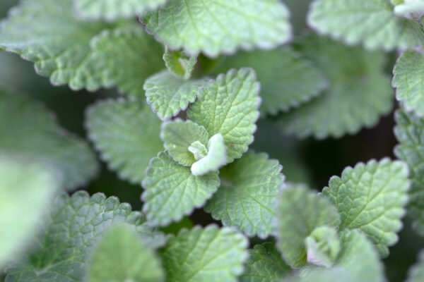 Background Close-Up flora Garden green growth Leaf leaves macro Natural Plant summer texture Wallpaper free photo CC0