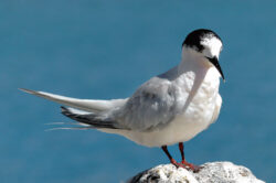 picography-perched-bird-coast