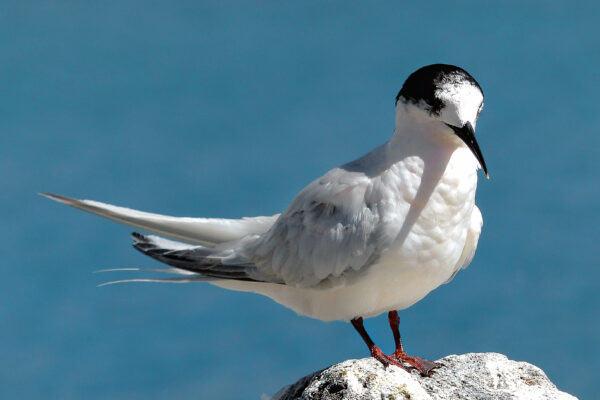 animal Beach beak bird birdwatching Close-Up feather habitat nature Ocean outdoors perched Rock shore standing water wings free photo CC0