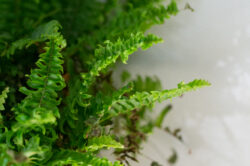 picography-potted-fern